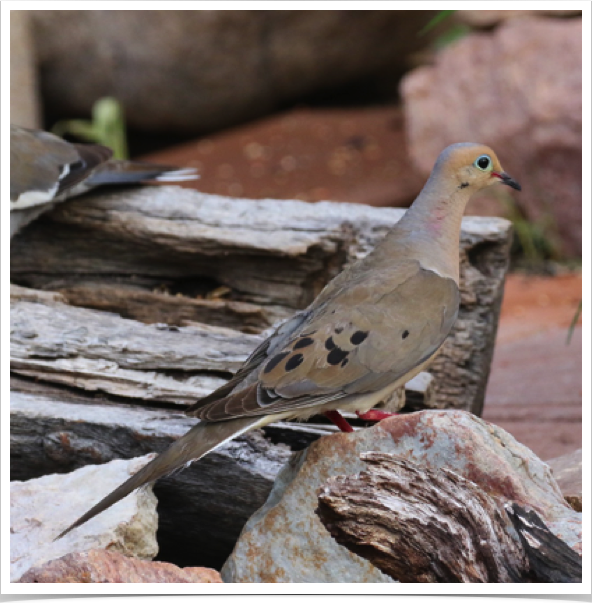 Mourning Dove